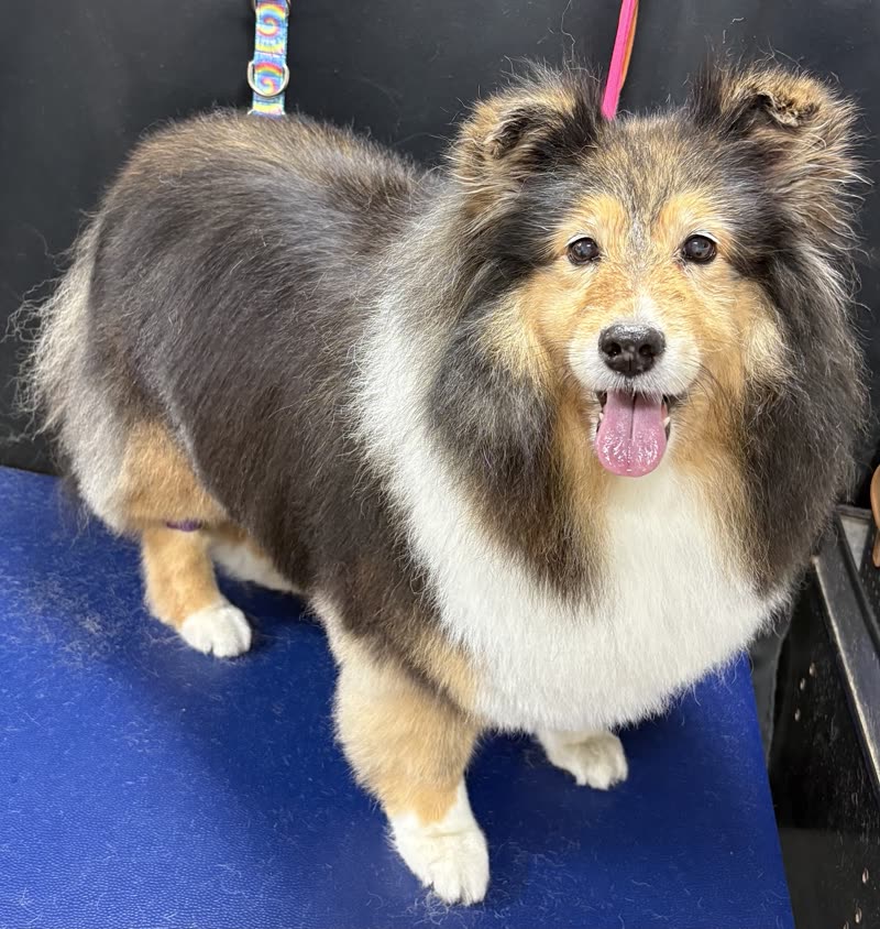 Shetland sheepdog with a full brushed-out coat standing on a blue grooming table