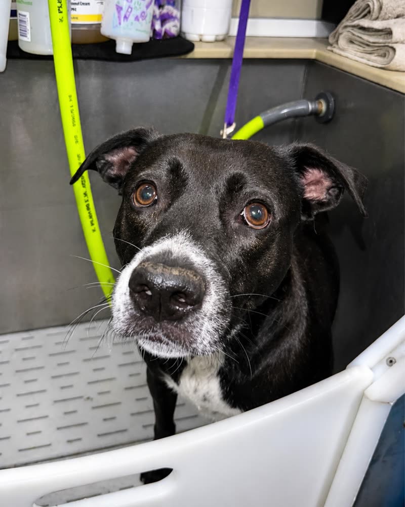 Black-and-white dog with a greying muzzle sitting in the grooming bath tub