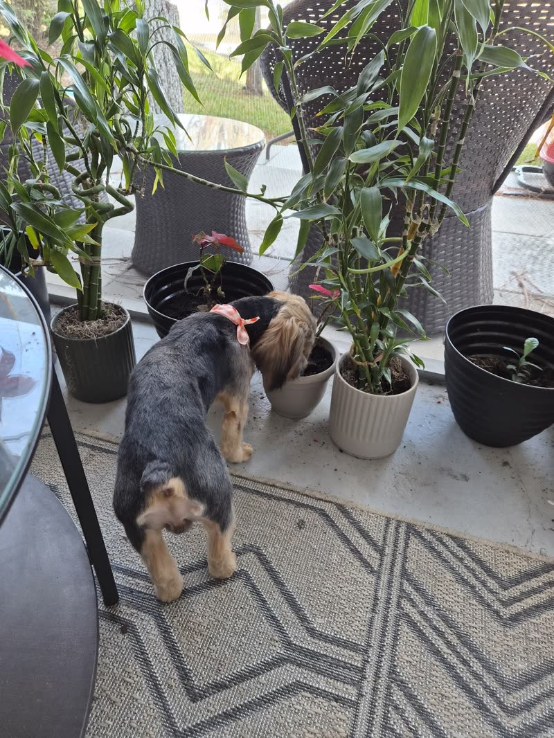 Small black-and-tan wire-haired dog walking on a patio rug among potted plants