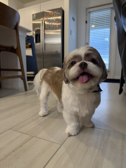 Cream shih tzu with a neat teddy-bear face trim standing in a kitchen