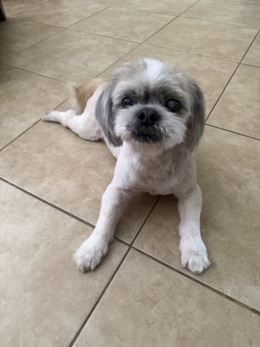 White-and-grey shih tzu mix with a short face trim lying on a tiled floor