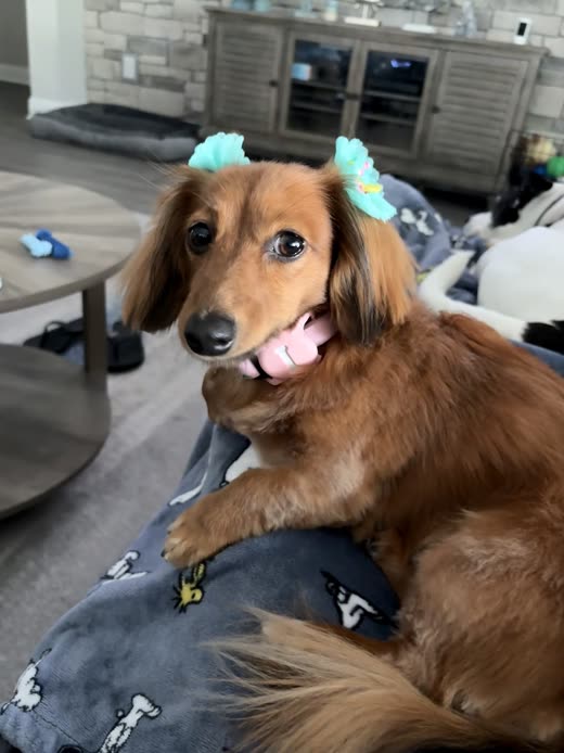 Long-haired dachshund wearing mint-green bows in its ears