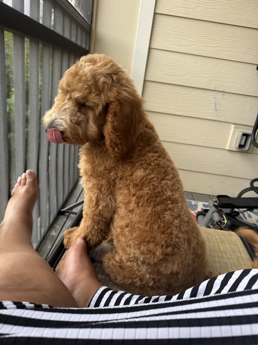 Apricot goldendoodle licking its nose, tight crop on the head
