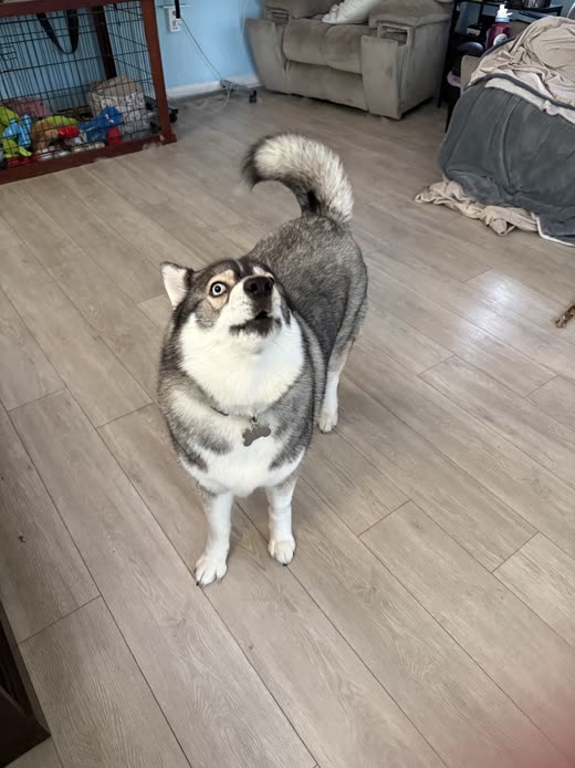 Fluffy grey-and-white husky-type dog with a brushed-out coat